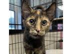 Adopt Kimmie a Domestic Shorthair / Mixed cat in Rocky Mount, VA (39081331)