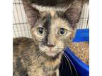 Adopt Kristy a Domestic Shorthair / Mixed cat in Rocky Mount, VA (39081332)