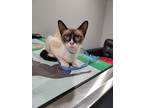 Adopt Bean a Brown or Chocolate (Mostly) Siamese (short coat) cat in Walnut