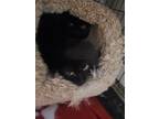 Adopt Aurora a Black (Mostly) Domestic Shorthair cat in Virginia Beach