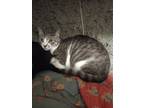 Adopt Flint a White (Mostly) Domestic Shorthair cat in Virginia Beach