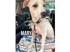 Adopt Mary a Tan/Yellow/Fawn Labrador Retriever / Mixed dog in East Hartford
