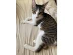 Adopt Miso a Gray, Blue or Silver Tabby Domestic Shorthair (short coat) cat in