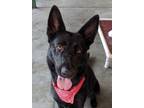 Adopt Sable a Black Shepherd (Unknown Type) / Mixed dog in Canoga Park