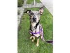 Adopt Zoe a Gray/Silver/Salt & Pepper - with Black Catahoula Leopard Dog / Mixed