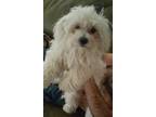 Adopt Cinderella a White Miniature Poodle / Mixed dog in Devine, TX (39045830)