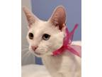 Adopt Barbie a White Siamese (short coat) cat in Spring, TX (39034804)