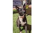 Adopt Rocky a Black Shepherd (Unknown Type) / Mixed dog in Payson, AZ (37985312)