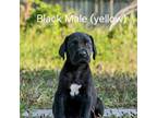Great Dane Puppy for sale in Clearwater, FL, USA