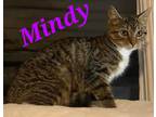 Adopt Mindy a Brown Tabby Domestic Shorthair (short coat) cat in schenectady