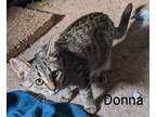 Adopt Donna a Brown Tabby Domestic Shorthair (short coat) cat in schenectady