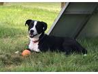 Adopt Goose a Black - with White Border Collie / Boxer / Mixed dog in Columbus