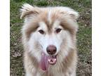 Adopt Bandit a White - with Red, Golden, Orange or Chestnut Husky / Collie /