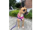 Adopt Sugar a Tan/Yellow/Fawn - with Black Boxer / Mixed dog in Lynnwood