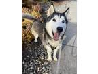 Adopt Duke a Black - with White Husky / Siberian Husky / Mixed dog in Lynnwood