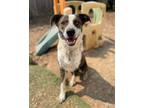 Adopt Bowie a Brindle - with White Cattle Dog / Mixed dog in Lynnwood