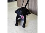 Adopt Decker a Black Mixed Breed (Small) / Mixed Breed (Medium) / Mixed (short