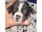 Rat Terrier Puppy for sale in Ocala, FL, USA