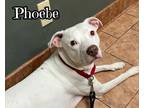 Adopt Phoebe a White - with Brown or Chocolate Pit Bull Terrier dog in Catoosa