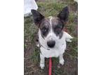 Adopt Dozer a Blue Heeler dog in Catoosa, OK (38987335)