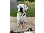 Adopt Reggie a White - with Brown or Chocolate Great Pyrenees dog in Catoosa
