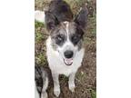 Adopt Dakota a Blue Heeler dog in Catoosa, OK (38987324)