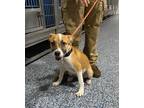 Adopt Angel a Tan/Yellow/Fawn Mixed Breed (Medium) dog in Whiteville