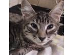 Adopt Bentley a Gray, Blue or Silver Tabby Domestic Shorthair (short coat) cat
