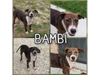 Adopt Bambi a Brindle American Pit Bull Terrier / Mixed Breed (Medium) / Mixed
