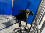 Adopt Kitt a Black Mixed Breed (Medium) dog in Whiteville, NC (38979870)