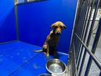 Adopt Bruno a Red/Golden/Orange/Chestnut Mixed Breed (Medium) dog in Whiteville