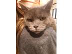 Adopt Kaz a Gray or Blue Domestic Shorthair (short coat) cat in Broadway
