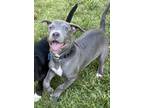 Adopt Sterling a Gray/Blue/Silver/Salt & Pepper Pit Bull Terrier / Rottweiler /