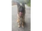 Adopt Oki a Black - with Gray or Silver German Shepherd Dog / Mixed dog in