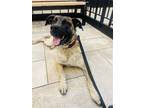 Adopt **ROZZLO** a Brown/Chocolate - with Black Australian Cattle Dog / Shepherd