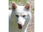 Adopt CHLOE a White Husky / Alaskan Malamute / Mixed dog in Carrollton