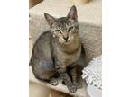 Adopt Julia a Brown Tabby Domestic Shorthair (short coat) cat in Staten Island