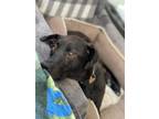 Adopt Macey A a Labrador Retriever dog in Fairfax Station, VA (33899291)