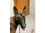Adopt SA Hunter a Belgian Malinois / Mixed dog in Wharton, TX (38961127)