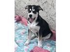 Adopt Boomer a Black - with Tan, Yellow or Fawn Boxer / Husky / Mixed dog in