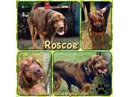 Adopt Roscoe a Brown/Chocolate - with Tan Bloodhound / Mixed dog in Dunmore