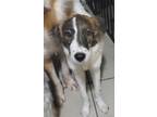 Adopt Sweet Pea a Tricolor (Tan/Brown & Black & White) Maremma Sheepdog / Mixed