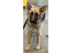 Adopt Manzano a Tan/Yellow/Fawn German Shepherd Dog / Mixed dog in Fresno