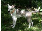 Adopt Rico a White - with Tan, Yellow or Fawn Terrier (Unknown Type