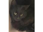 Adopt Mystery a All Black Domestic Shorthair / Domestic Shorthair / Mixed cat in