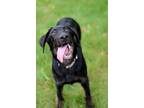 Adopt Viper a Black Labrador Retriever / Shepherd (Unknown Type) / Mixed dog in