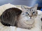 Adopt Sage a Gray or Blue (Mostly) Siamese (short coat) cat in Battle Creek