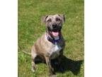 Adopt Alani a Brindle - with White Pit Bull Terrier / Mixed dog in Battle Creek