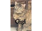 Adopt GiGi a Domestic Shorthair / Mixed (short coat) cat in Midland