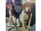 Adopt Apollo a Beagle dog in Fairfax Station, VA (38757925)